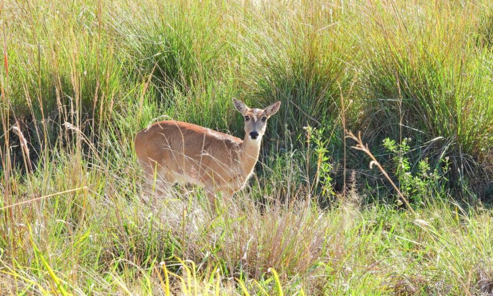 venado de las pampas