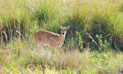 venado de las pampas