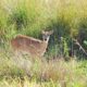 venado de las pampas