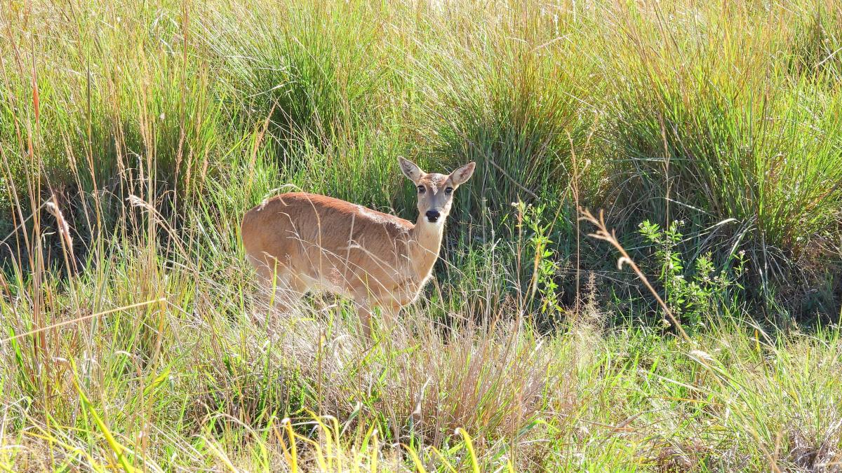 venado de las pampas
