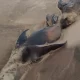 Lobos marinos muertos