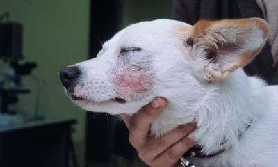 perros gatos conicet