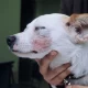 perros gatos conicet