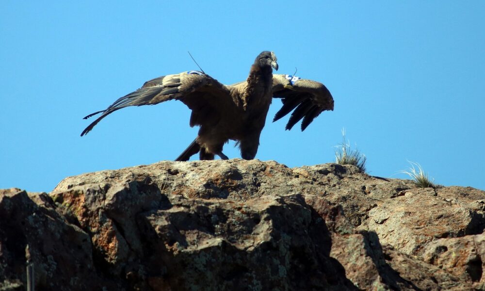 liberación cóndor