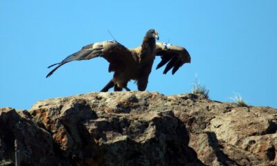 liberación cóndor