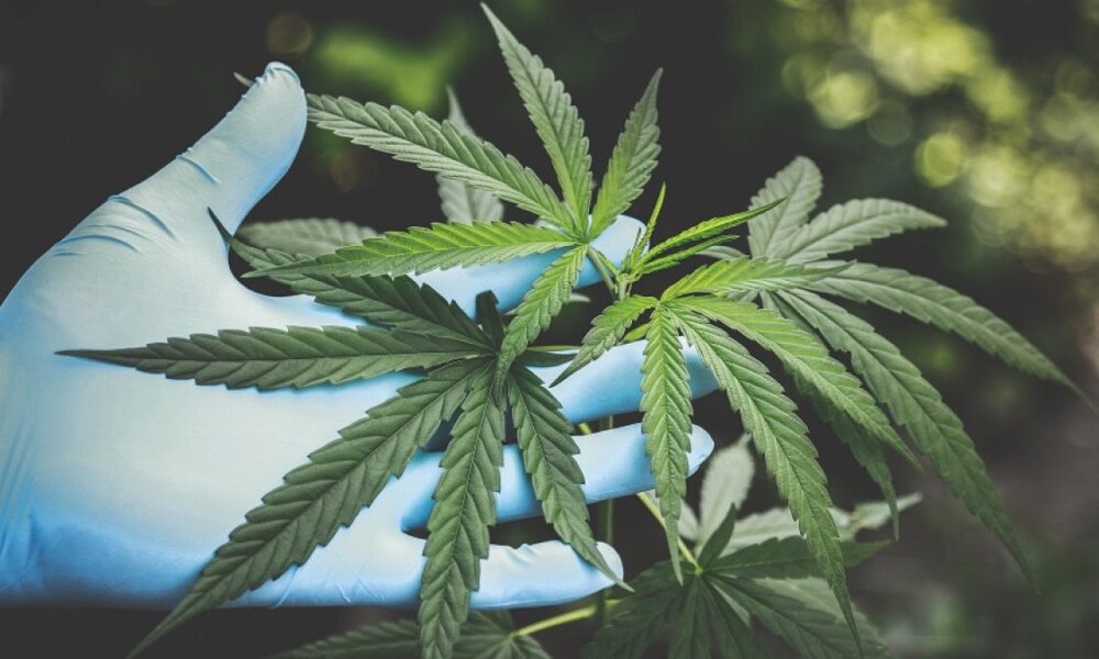 antibióticos cannabis