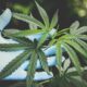 antibióticos cannabis