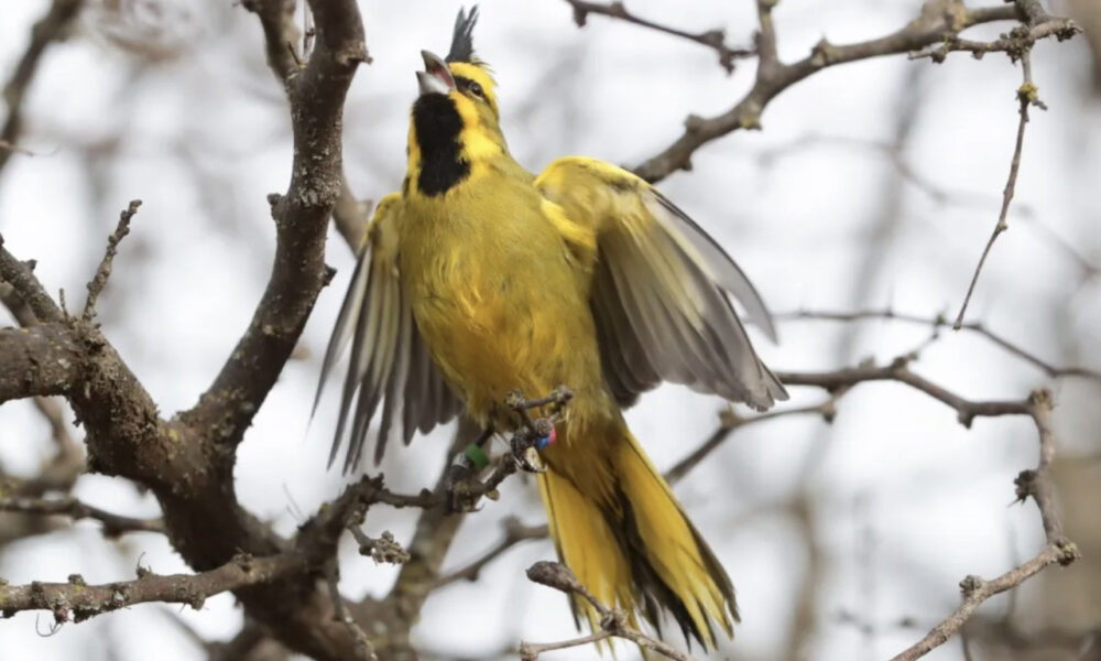 cardenal amarillo