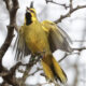 cardenal amarillo