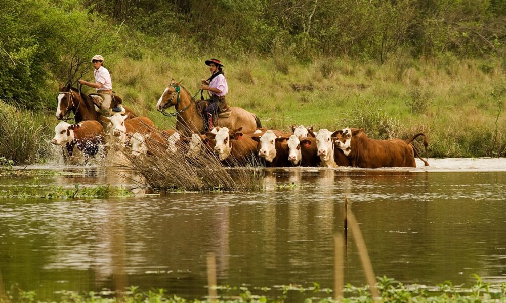 Millones de cabezas de ganado en riesgo por la crecida del rio Paraná