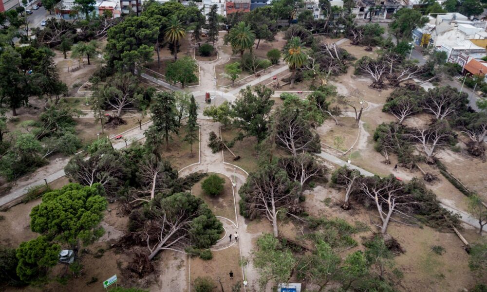 árboles bahia blanca