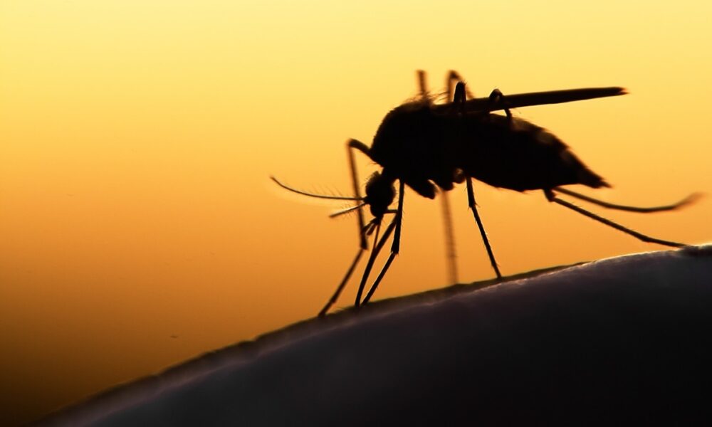 mosquito encefalitis equina