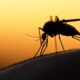 mosquito encefalitis equina