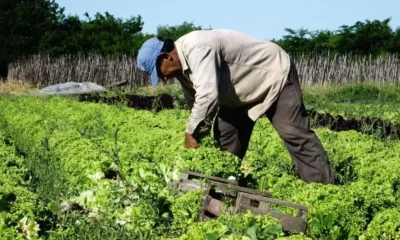parásitos verduras La Plata