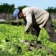 parásitos verduras La Plata