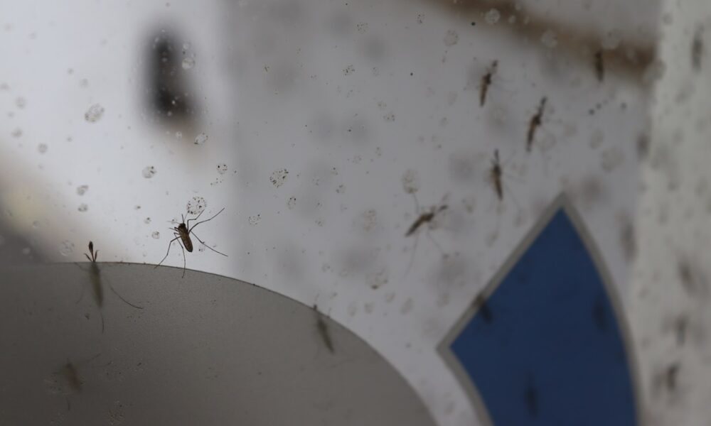 nubes de mosquitos