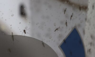 nubes de mosquitos
