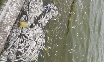 Mortandad peces Monte