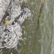 Mortandad peces Monte