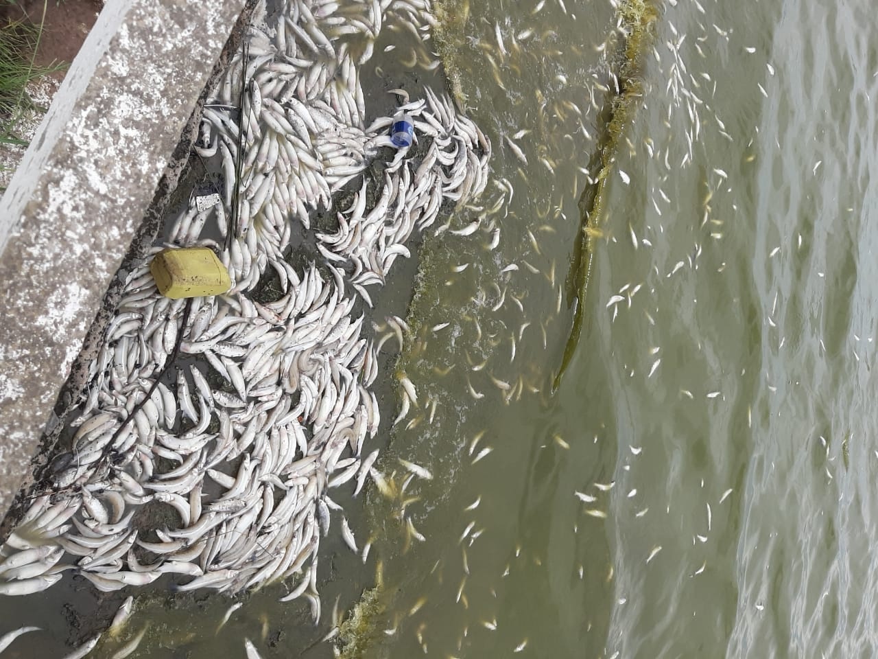 Mortandad peces Monte