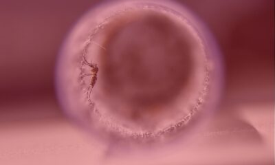 alerta dengue