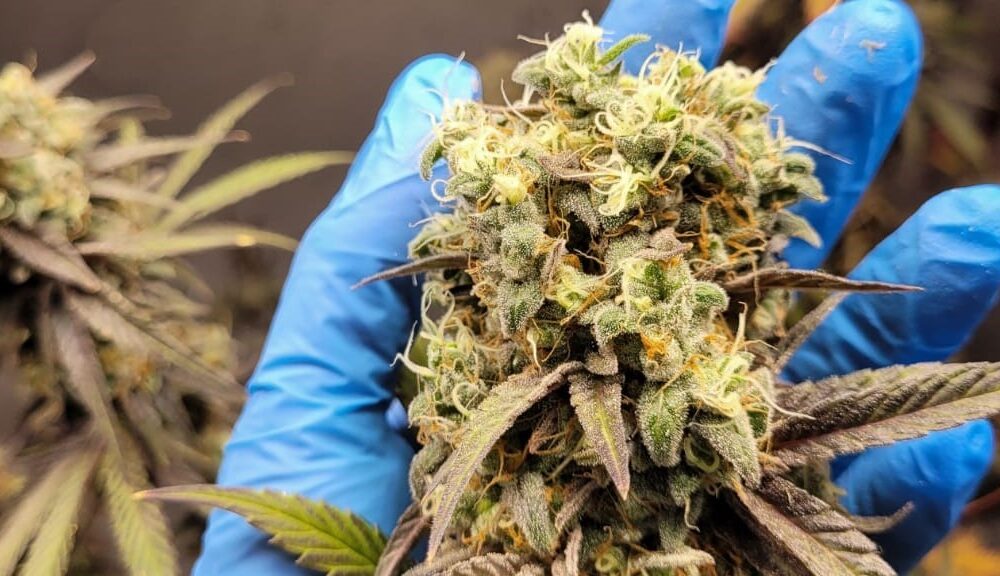 cannabis olavarria