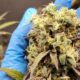 cannabis olavarria