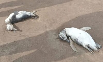 pingüinos mar del plata