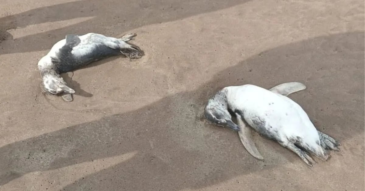 pingüinos mar del plata