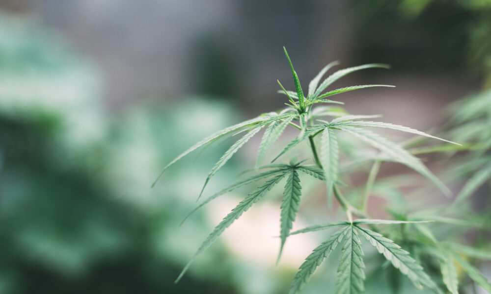semillas de marihuana