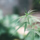 semillas de marihuana