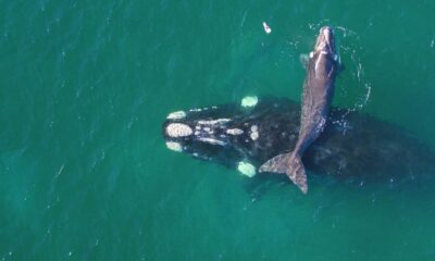 gnl ballenas