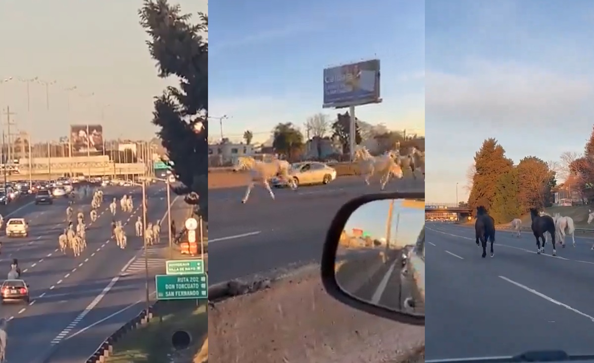 caballos panamericana