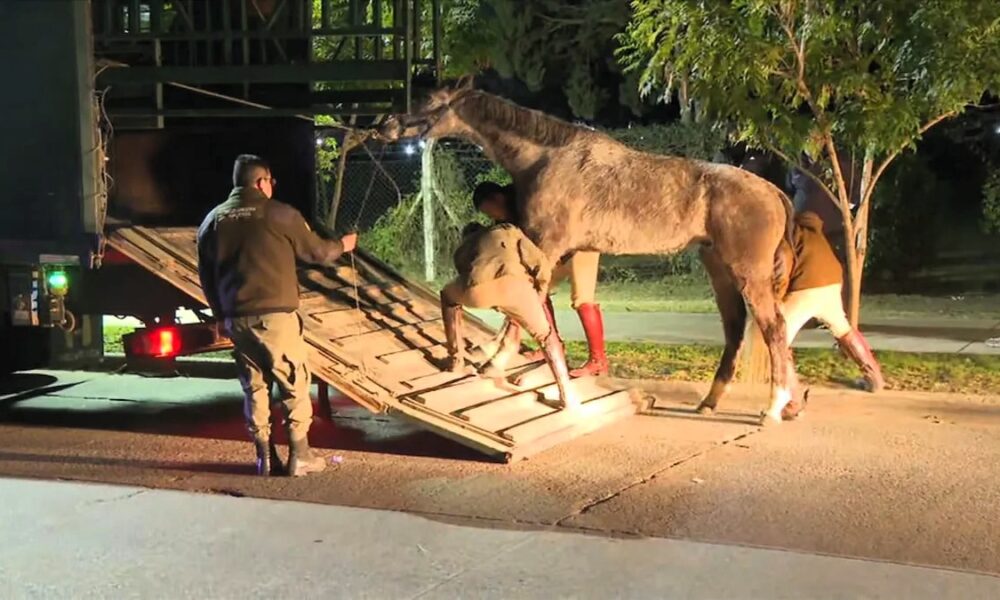 caballos granaderos