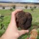 trufa negra balcarce