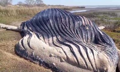 ballena rio de la plata