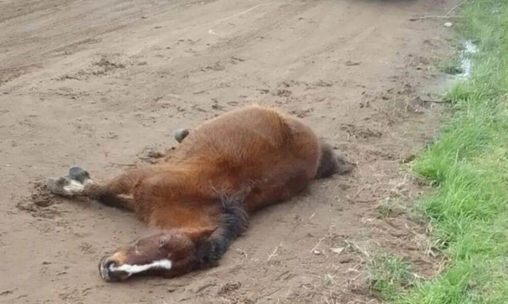 caballo pavon