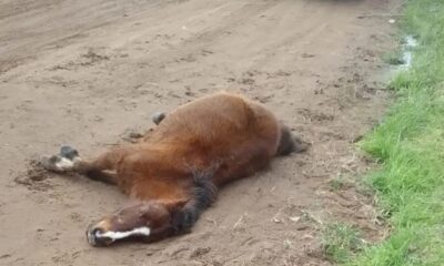caballo pavon