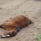 caballo pavon