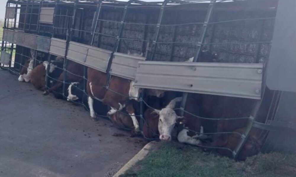 ruta 5 vacas