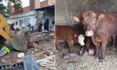 Frigorífico ilegal Berazategui