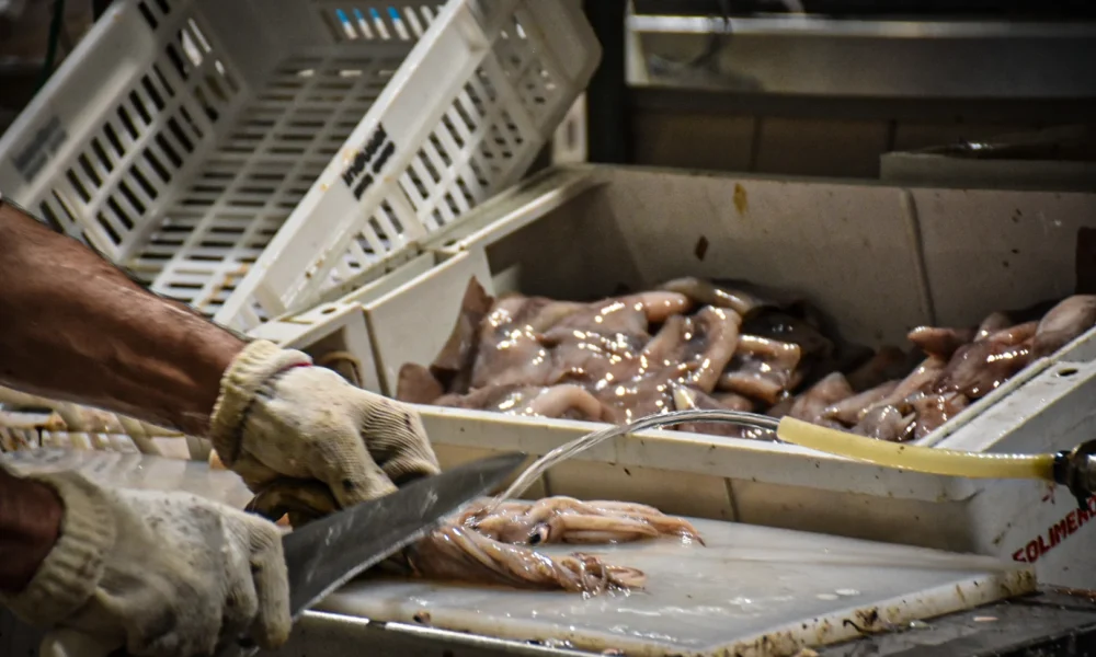 frigorófico pescado mar del plata