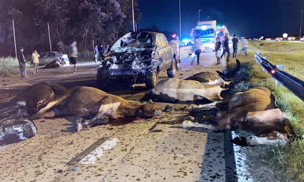 ruta 6 caballos