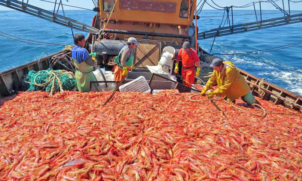 campaña langostino