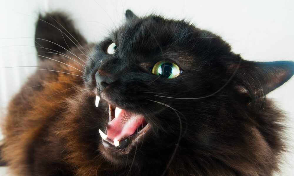 Gato con rabia