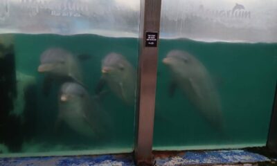 delfines aquarium