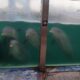 delfines aquarium