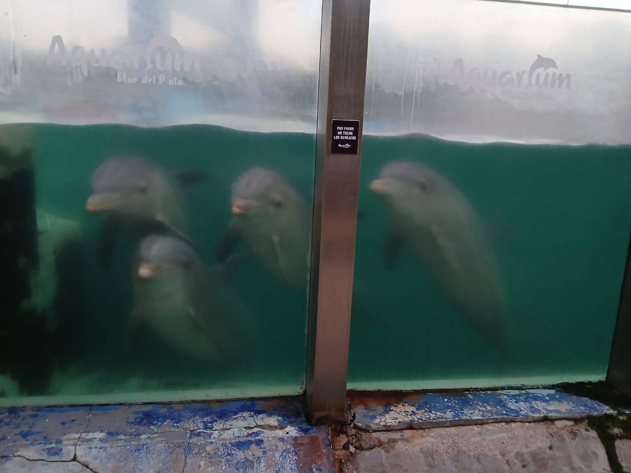 delfines aquarium
