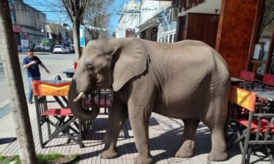 elefante bebé dolores