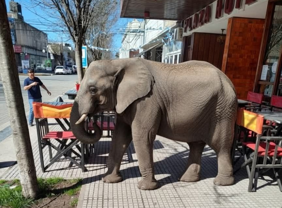 elefante bebé dolores